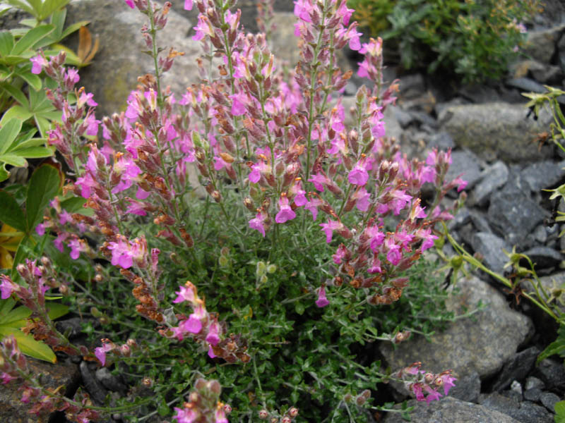 Clinopodium corsicum photo
